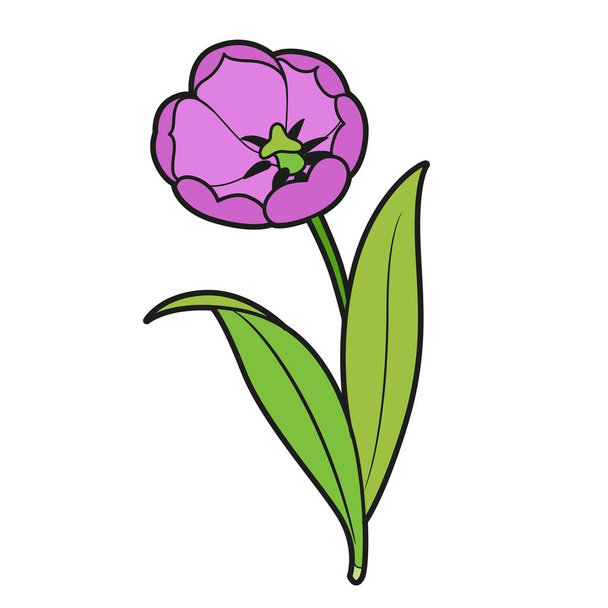 Big blossoming tulip flower color variation for coloring book isolated on white background - Vetor, Imagem