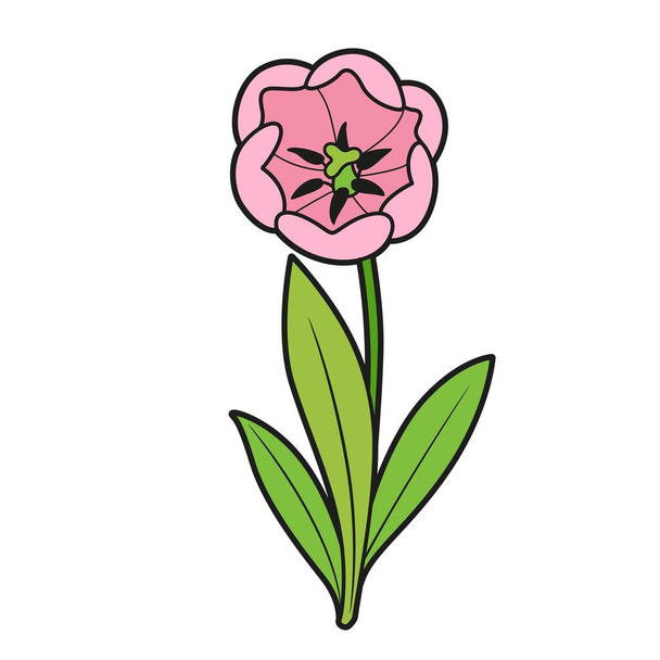 Rosa tulipán floreciendo gran variación de color de la flor para colorear libro aislado sobre fondo blanco - Vector, imagen