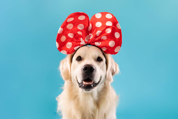 Portrait of cute healthy dog posing in headband - Photo, Image
