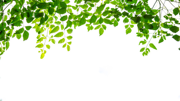 Beyaz arkaplanda yeşil yaprak izole edildi - Fotoğraf, Görsel