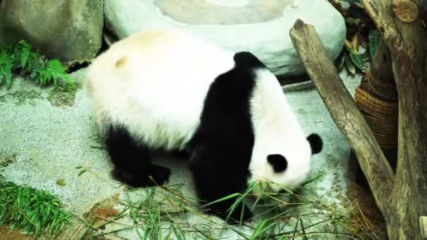 4k filmato di Orso panda gigante, è una specie di orso endemico della Cina - Filmati, video