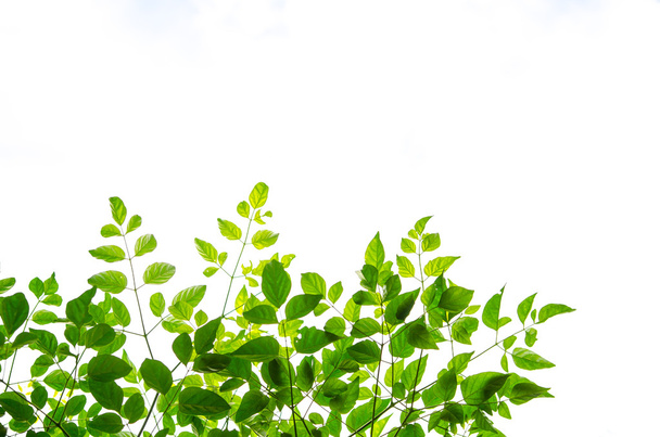 Beyaz arkaplanda yeşil yaprak izole edildi - Fotoğraf, Görsel