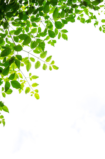 Зеленый лист изолирован на белом фоне - Фото, изображение