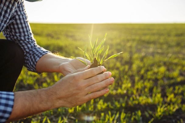 Close up of the farmer's hands holding young green wheat sprouts. Beautiful field dueing spring season. Agronomist checks the quality of the seeding - Foto, Imagem