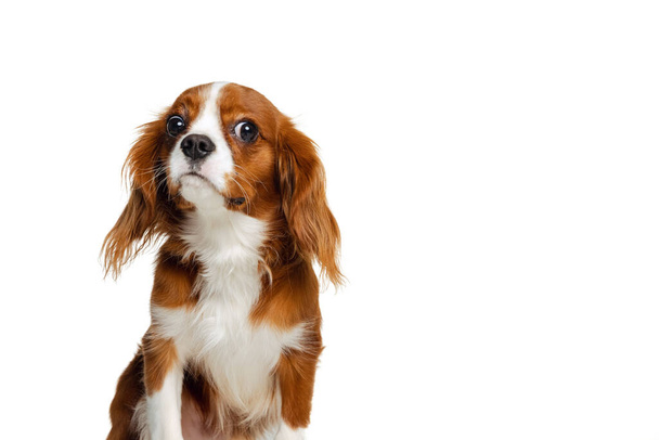 Companion dog breed, King Charles Spaniel looking at camera isolated over white studio background. Concept of motion, beauty, fashion, breeds, pets love, animal - Foto, imagen