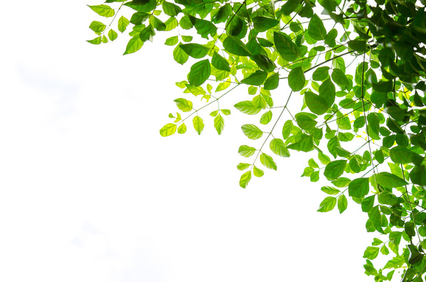 green leaf isolated on white background - Photo, Image