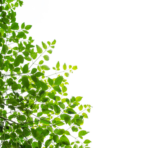 green leaf isolate - Photo, Image