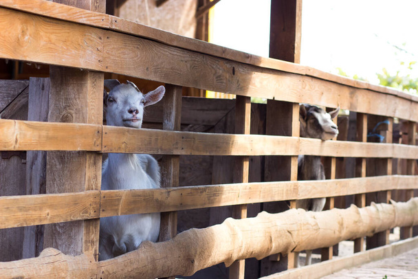 柵の後ろからヤギがのぞき見している。農場の動物 - 写真・画像