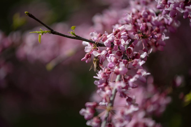 Sakura é o nome coletivo de 11 espécies e várias variedades de árvores da subfamília Plum; muitas vezes denota cereja pequena serrilhada.. - Foto, Imagem