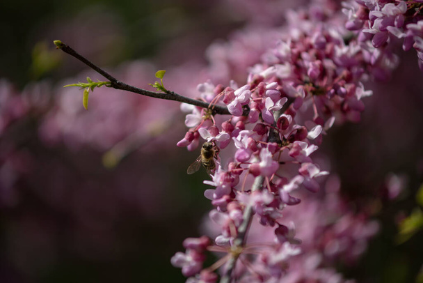 A Sakura 11 faj és a Szilva alcsalád több fajának együttes neve; gyakran kis fogazatú cseresznyét jelent.. - Fotó, kép