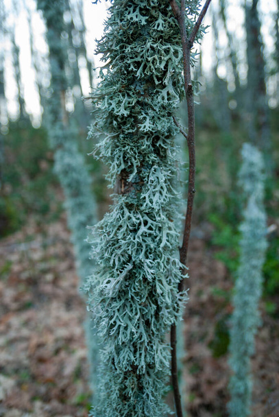 Evernia prunastri зелено-блакитний лишайник на дубі в лісі восени
 - Фото, зображення