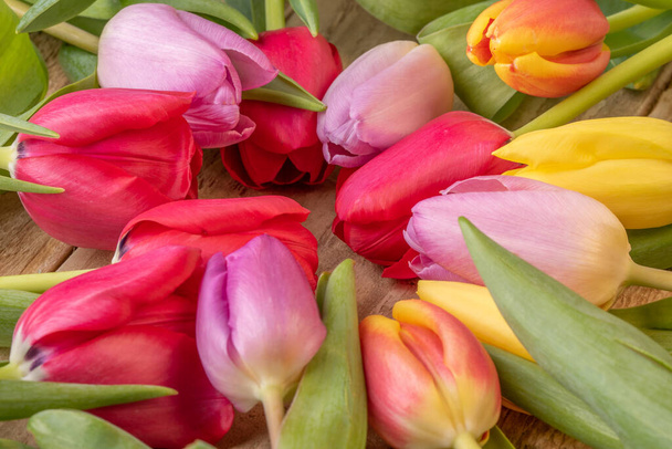 Tulipanes amarillos, rojos y rosados aislados sobre fondo negro - Foto, imagen