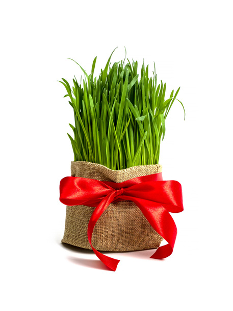 Green wheat sprouts for Nowruz holiday. Traditional celebration of vernal equinox. Persian, Iranian, Azerbaijan New Year - Photo, Image