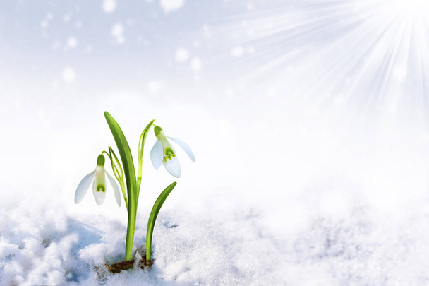 naturę. kwiat kropli śniegu rośnie w śniegu we wczesnym lesie wiosna - Zdjęcie, obraz