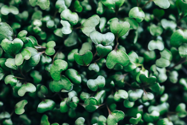 Micro green cabbage leaves background texture. healthy food - Φωτογραφία, εικόνα