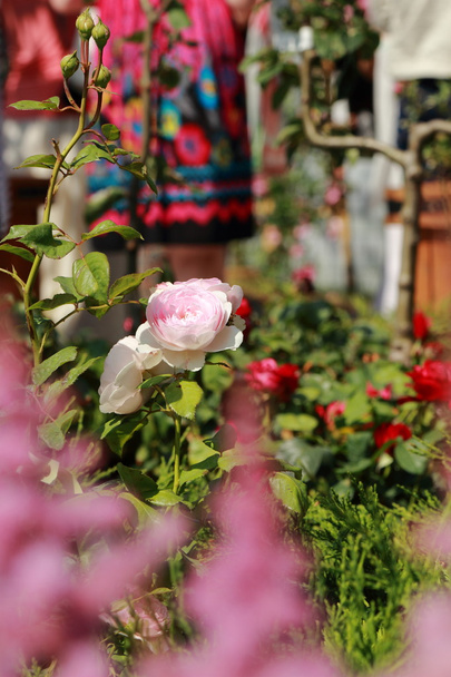 Свіжі rosebud Закри
 - Фото, зображення