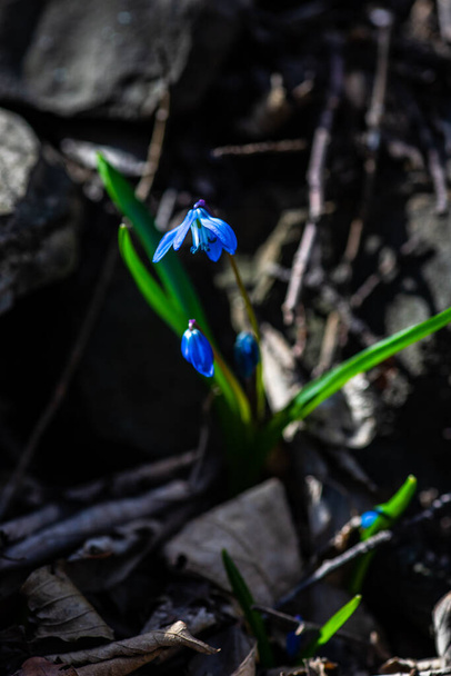 First spring blue Scilla siberica  flowers in a wild forest - Photo, Image