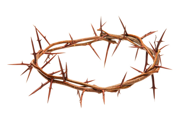 Crown of thorns on white background - Photo, Image
