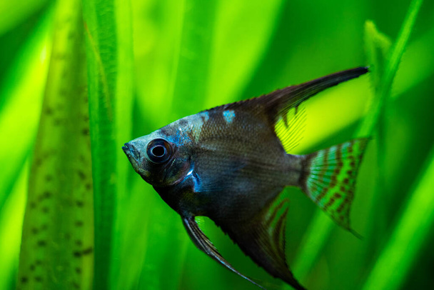 portrait of an amazon blue Angelfish (Pterophyllum scalare) in tank fish with blurred background - Photo, Image