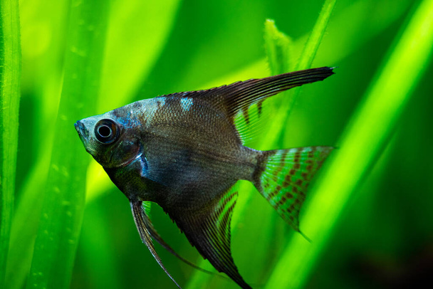 close up of an amazon blue Angelfish (Pterophyllum scalare) in tank fish with blurred background - Photo, Image