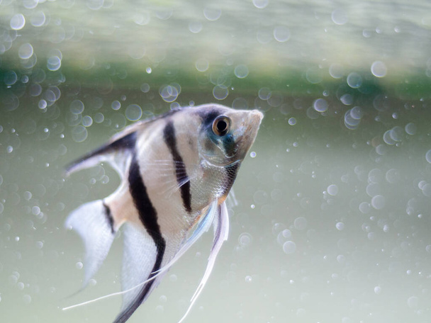 angelfish in a fish tank with blurred bubbles background - Photo, Image