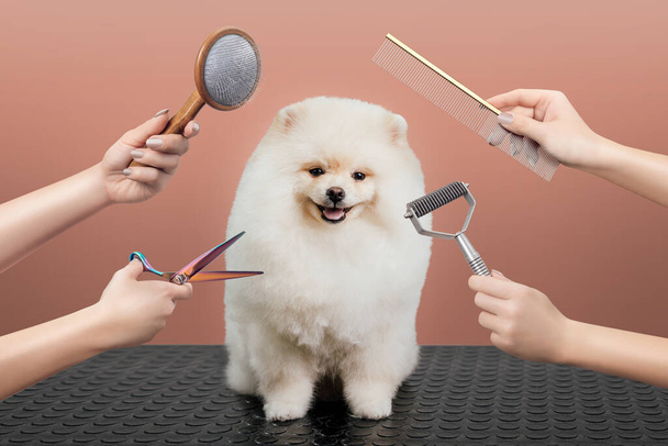 Female is grooming and trimming pomeranian spitz in salon - Фото, изображение
