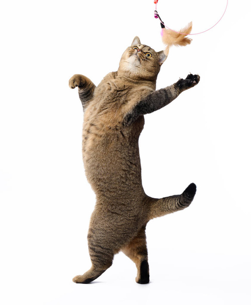 adulto gris gato escocés recto juega con un juguete de plumas sobre un fondo blanco. El animal está de pie sobre sus patas traseras - Foto, Imagen