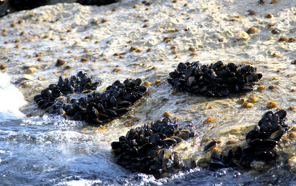nilviäisten ja simpukoiden ryhmät kivillä meren rannalla
 - Valokuva, kuva