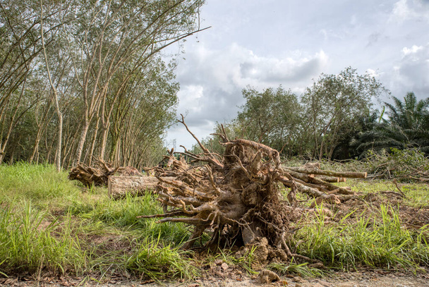 обезлесение резинового усадьбы  - Фото, изображение