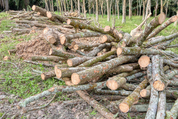 odlesňování pryžového sídla  - Fotografie, Obrázek