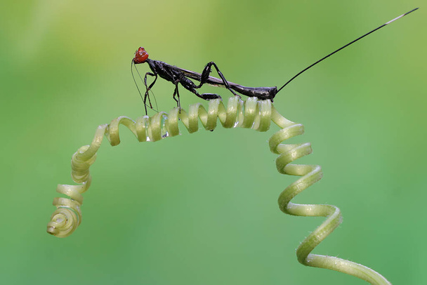 Корона осы ищет добычу в зарослях тыквенного растения. Это насекомое носит научное название Aguiarina erythrocephalus.  - Фото, изображение