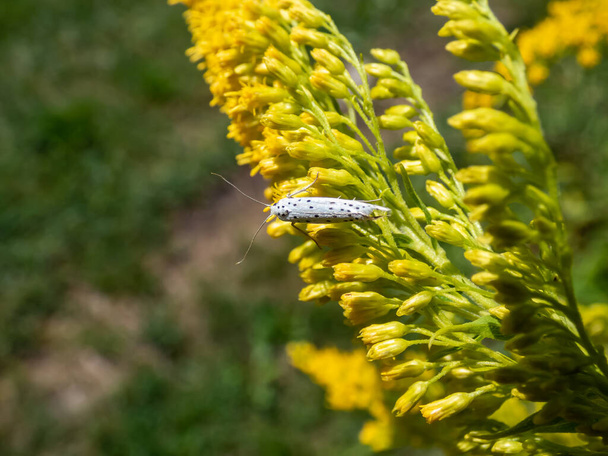 Το ερμίνιο των πτηνών (Yponomeuta evonymella) σε κίτρινο λουλούδι στο φως του ήλιου. Τα μπροστινά είναι λευκά με σειρές από μικρές μαύρες κηλίδες. Η πεταλούδα ξεκουράζεται, τα φτερά είναι τοποθετημένα κοντά στο σώμα. - Φωτογραφία, εικόνα
