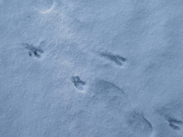 Lähikuva täydellinen jalanjäljet mäti peura (Capreolus capreolus) päällä peitetty pehmeällä lumella talvella auringonvalossa - Valokuva, kuva