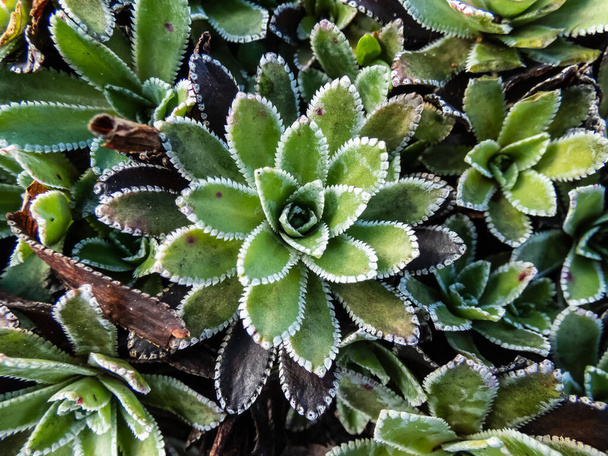 革質・平葉・硬い葉の葉縁が濃密ロゼット状のアルパインサキフラージュ、エンブレストサキフラージュ、シルバーサキフラージュ(サクシフラガパンフィリカータ)のマクロ - 写真・画像