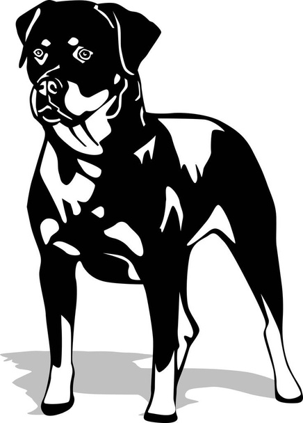 Illustrazione vettoriale in piedi Rottweiler - Vettoriali, immagini