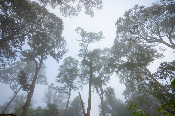 Tropical forest trees and fog - Zdjęcie, obraz
