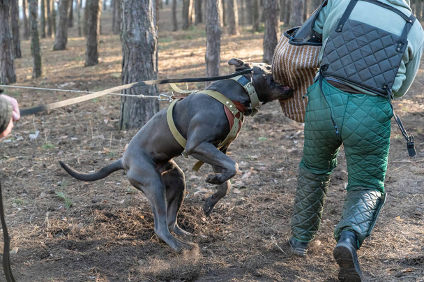 K9 training. A male Cane Corso dog is attacking the trainer. The pet bites a special sleeve. Male trainer in special protective clothing. Training with service dogs. Series part - Photo, Image