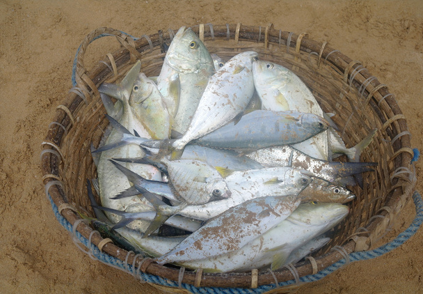 Una cesta de pescado fresco y plateado sentado en la arena de la playa de Sri Lanka
. - Foto, Imagen