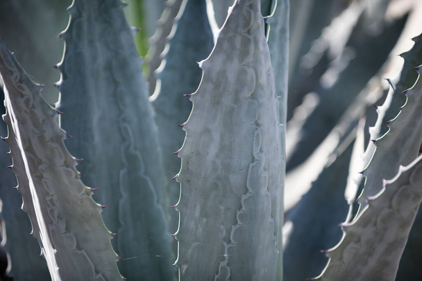 Agave close up. Cactus backdround, cacti design or cactaceae pattern. - Foto, afbeelding