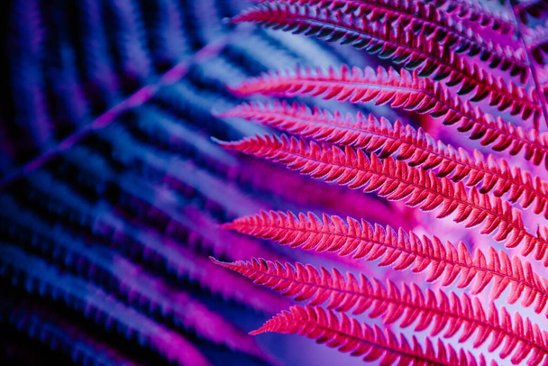 Fern plants close-up in neon light - Photo, Image