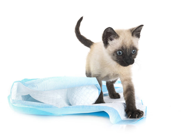 young kitten in front of white background - Photo, Image