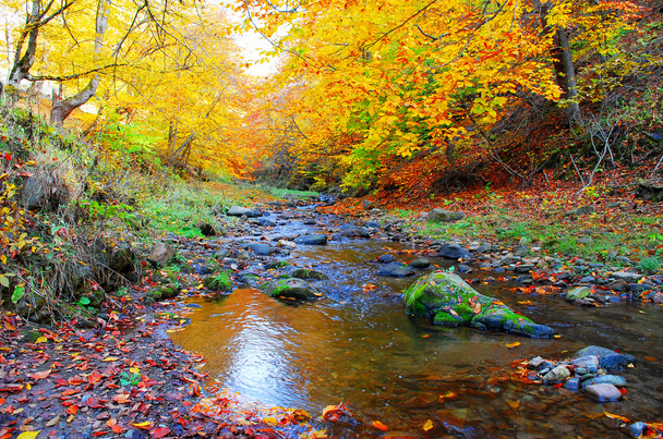 Mooie herfst in het bos - Foto, afbeelding