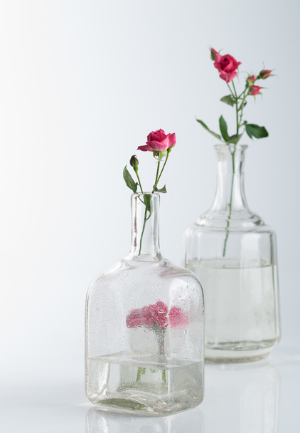 Still Life with roses on white background - Foto, afbeelding