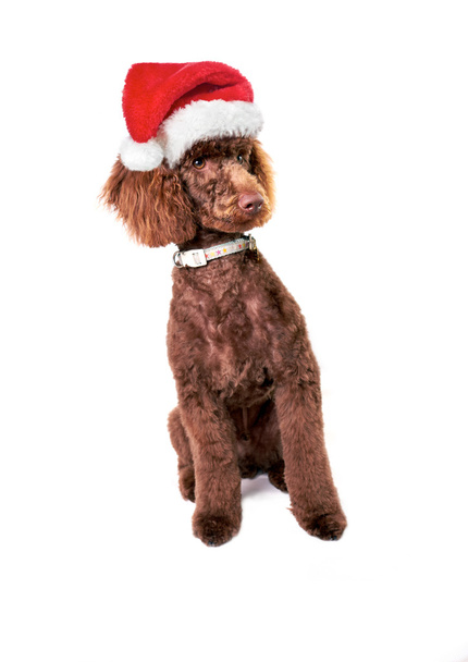 Christmas Dog - Foto, Imagem