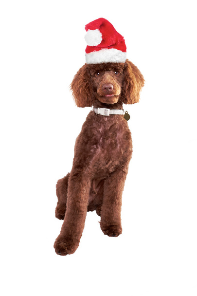 Christmas Dog - Фото, изображение