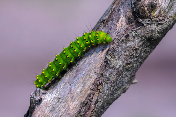 Closeup of a small emperor moth, Saturnia pavonia, caterpillar crawling and eating in forest - Photo, Image
