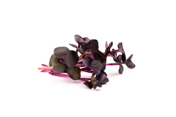 Fresh purple radish sprouts on white background. Microgreens. Vegan and healthy eating concept.  - Фото, изображение