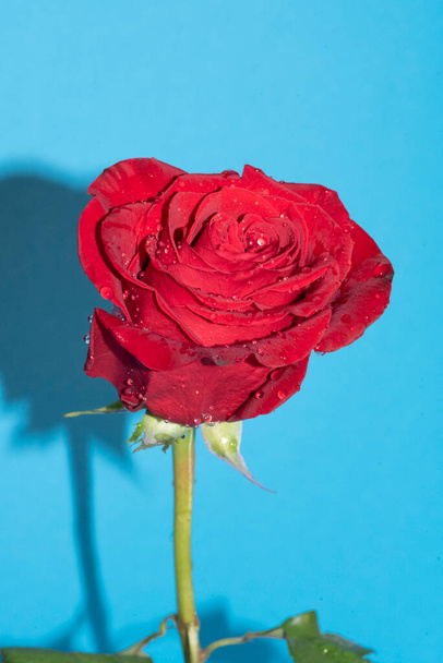 крупним планом красива червона троянда, літня концепція
 - Фото, зображення
