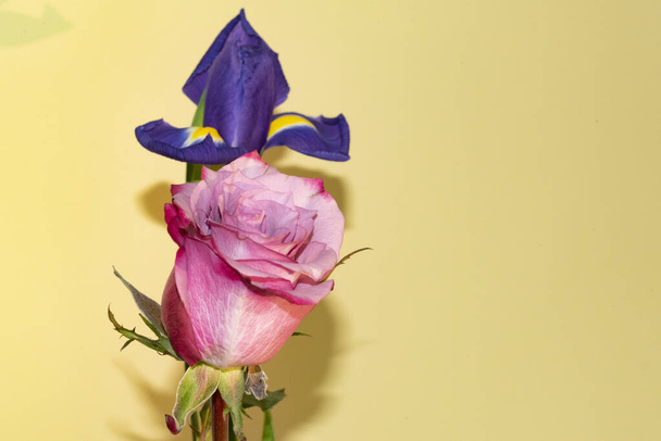 close-up van prachtige planten, roos en iris bloemen - Foto, afbeelding