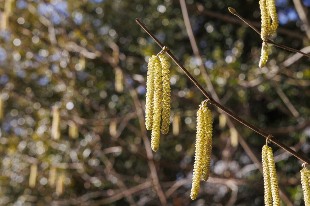 Hazelnut flowers on a hazelnut bush in the spring - Photo, Image